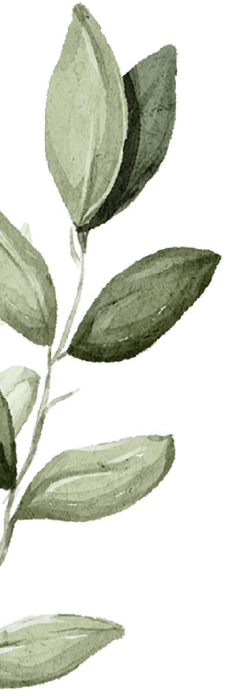 branch-1 Leafy branch illustration symbolizing natural skincare and rejuvenation at Envie Skin and Body.